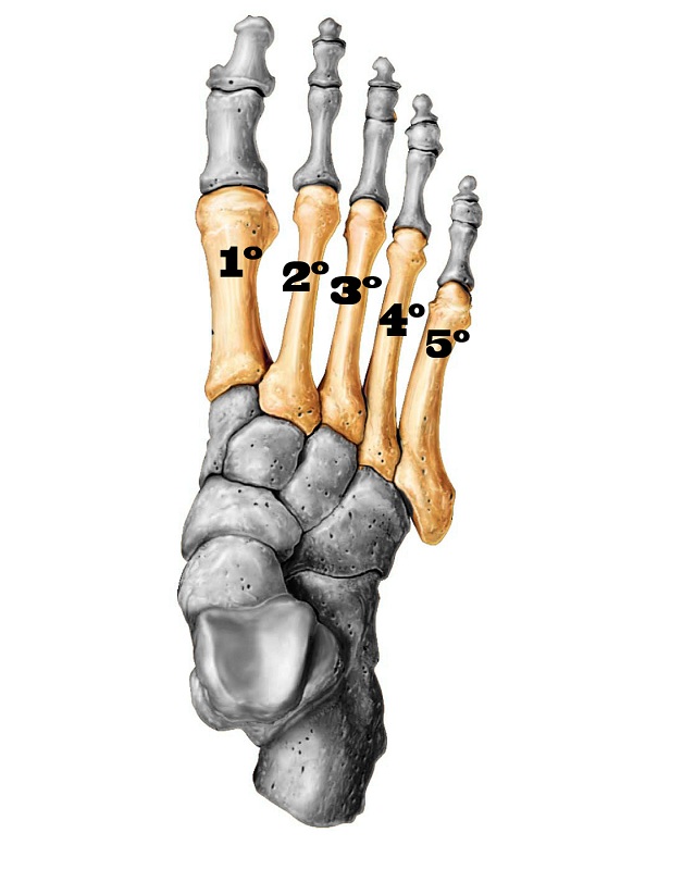 Imagem ilustrativa mostrando onde estão localizados os ossos metatarsos